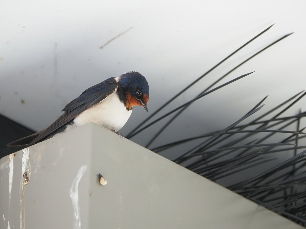 鳥眼レンズ？