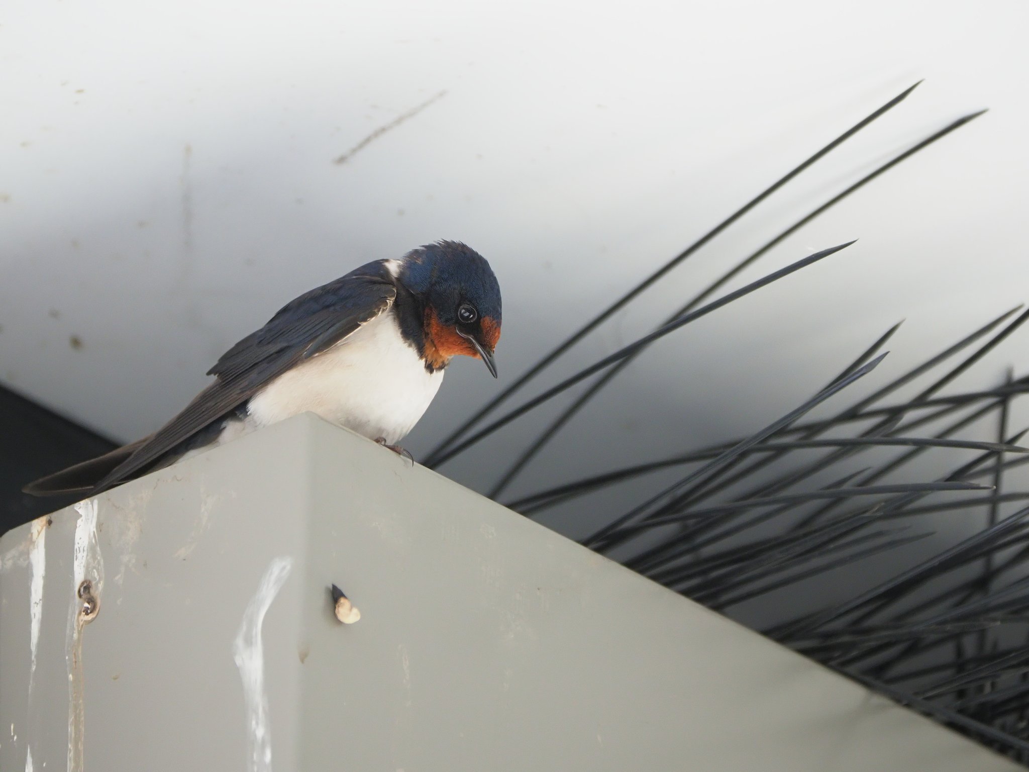 鳥眼レンズ？