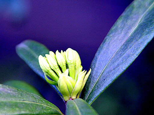 白花い沈丁花の蕾