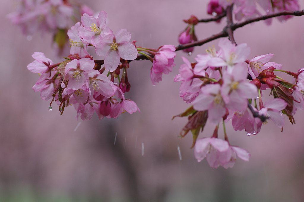 雨