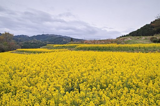 4月12日の写真