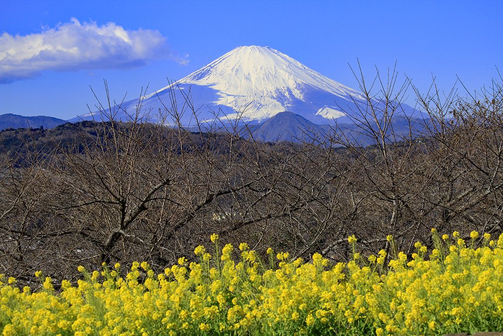 吾妻山公園