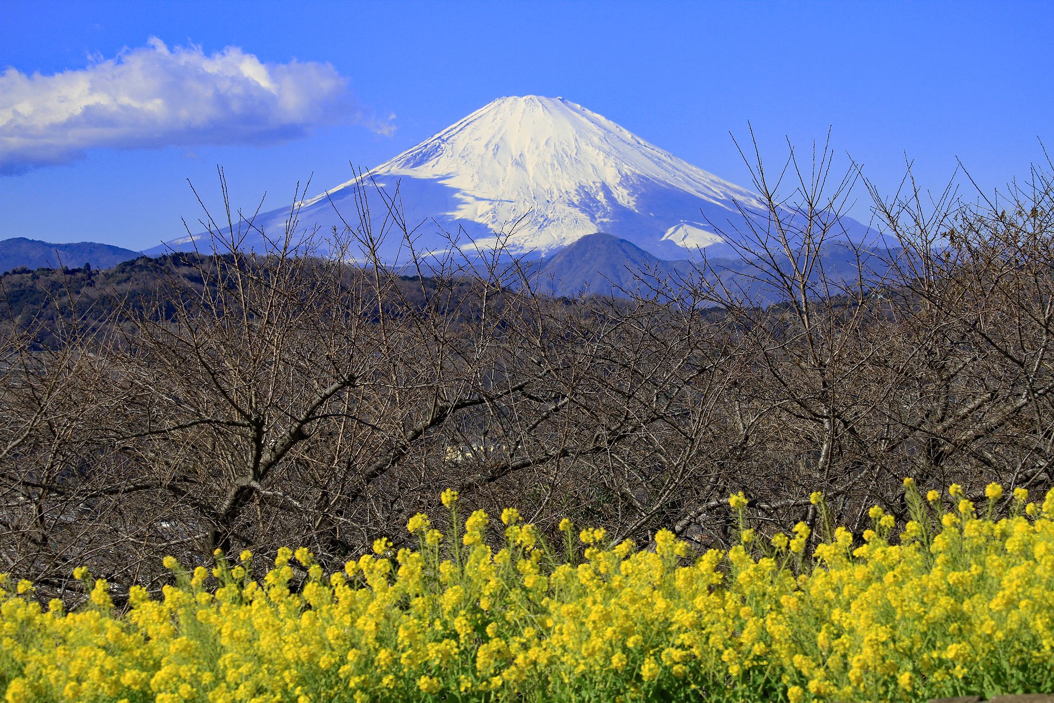 吾妻山公園