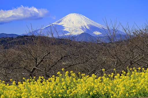 吾妻山公園