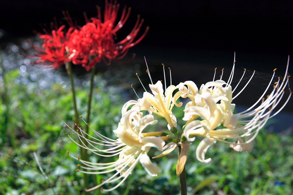 紅白