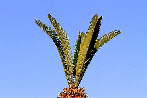 【どこでも空】空に向かって伸びる