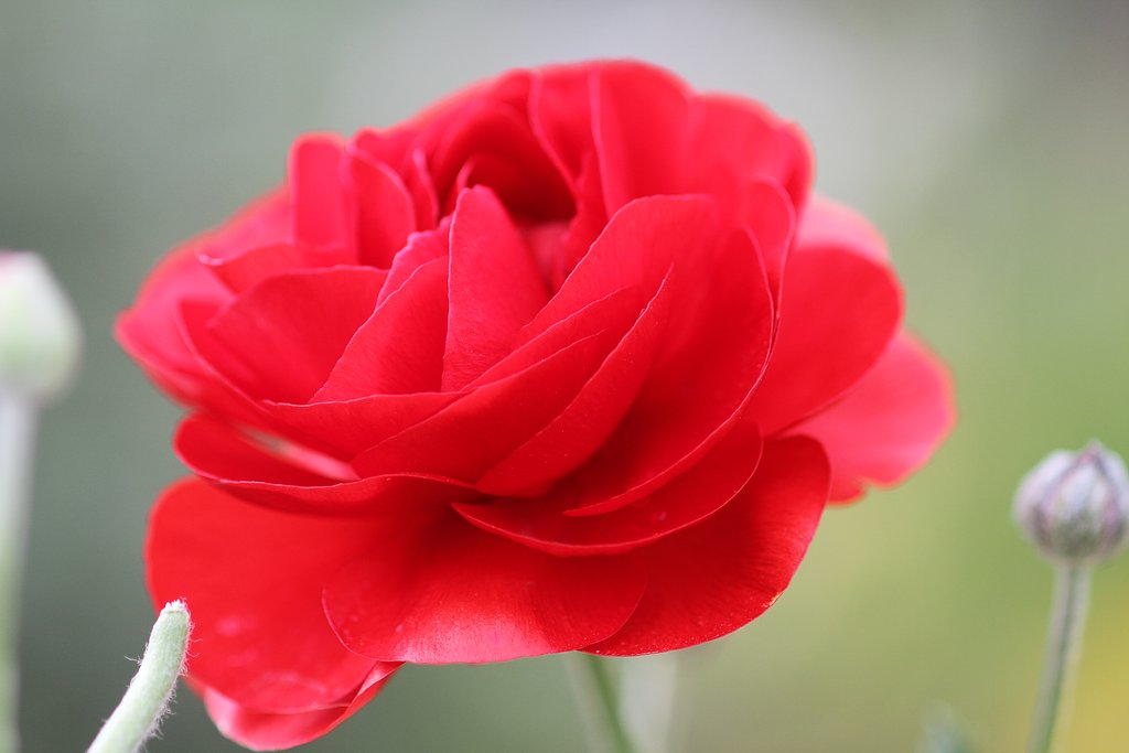 Canon EF100mmF2.8 macro