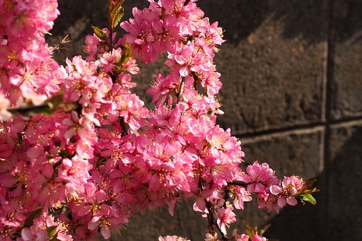 ニワウメ