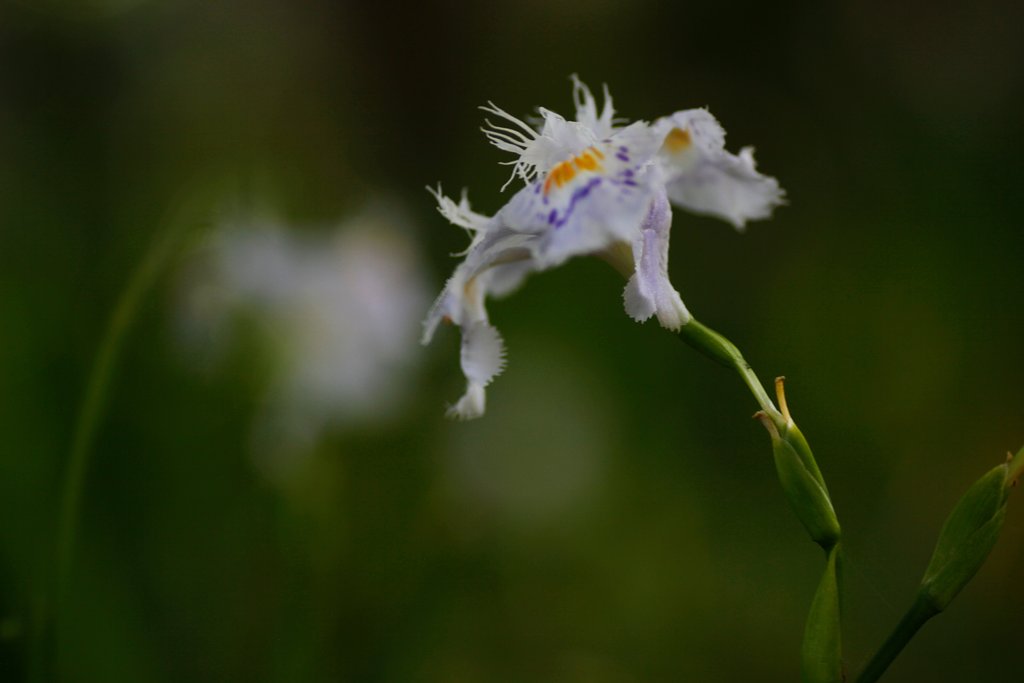 Tamron 90mm f2.8 macro 172E