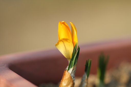 Tamron SP 90mmF2.8 Macro  004