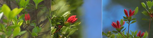 春、蕾姉妹たち