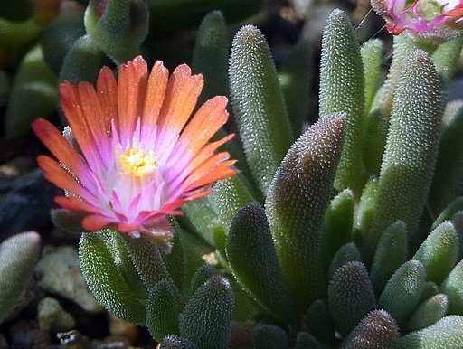 メセンの花UP