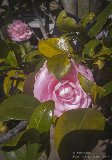 【如月の花】今朝の乙女椿