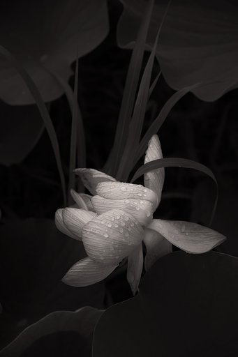 6月29日の写真