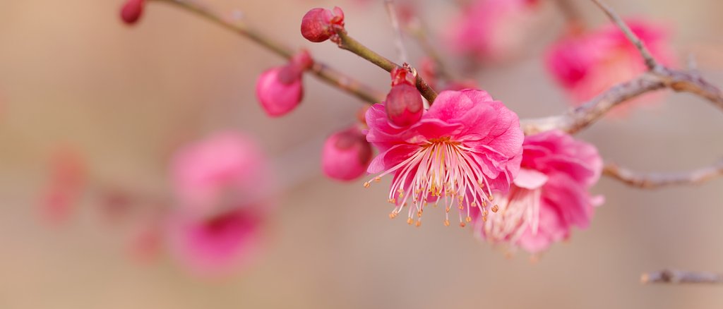 紅梅
