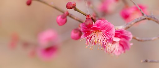 紅梅