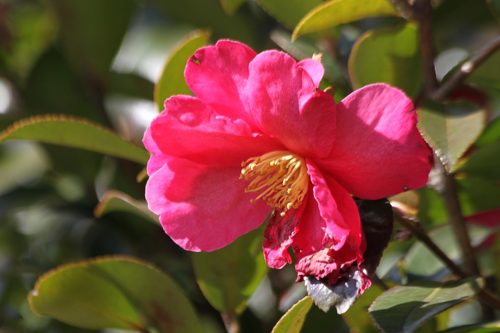 公園の山茶花