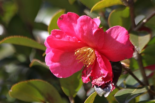 公園の山茶花