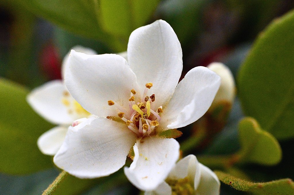 シャリンバイの花