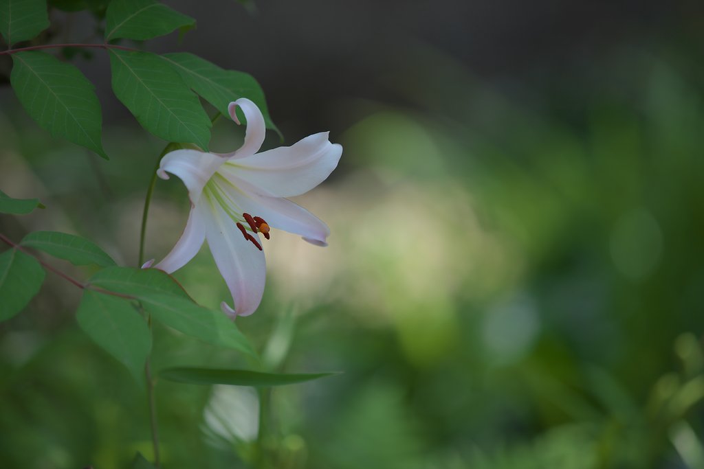ささゆり