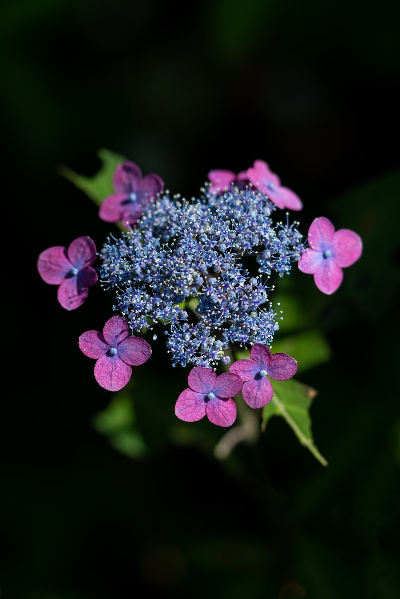 紫陽花