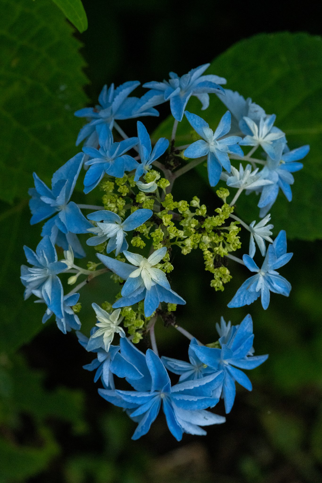 初めて会った紫陽花