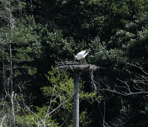 コウノトリ