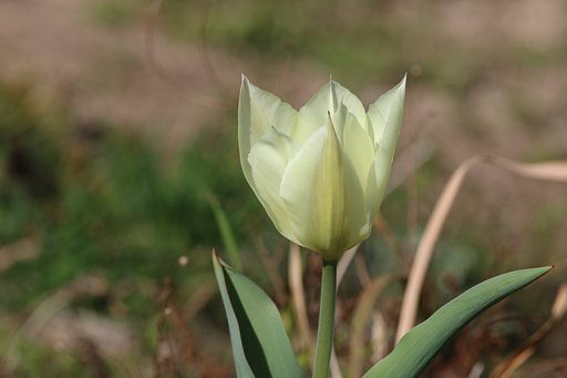 畑のチュウリップ