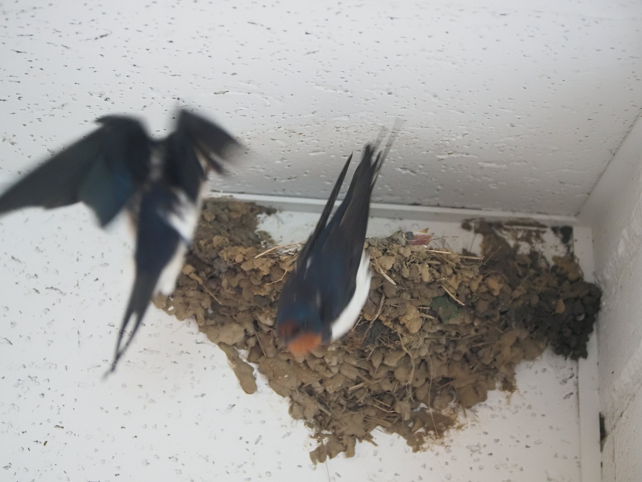 特急「つばめ」