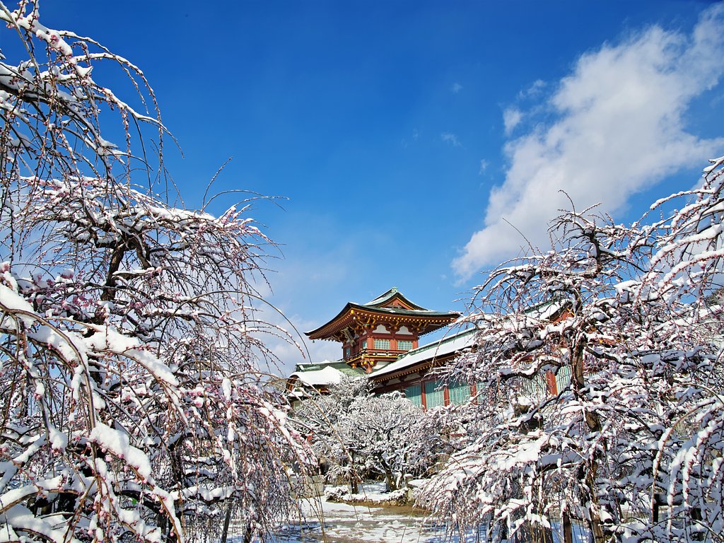 しだれ梅雪景