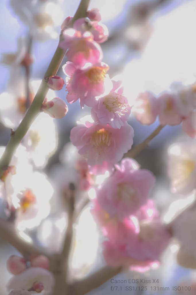 混色、白と桃の花《思いのまま》