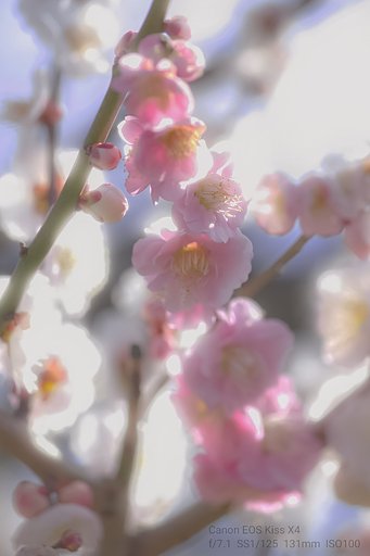 混色、白と桃の花《思いのまま》