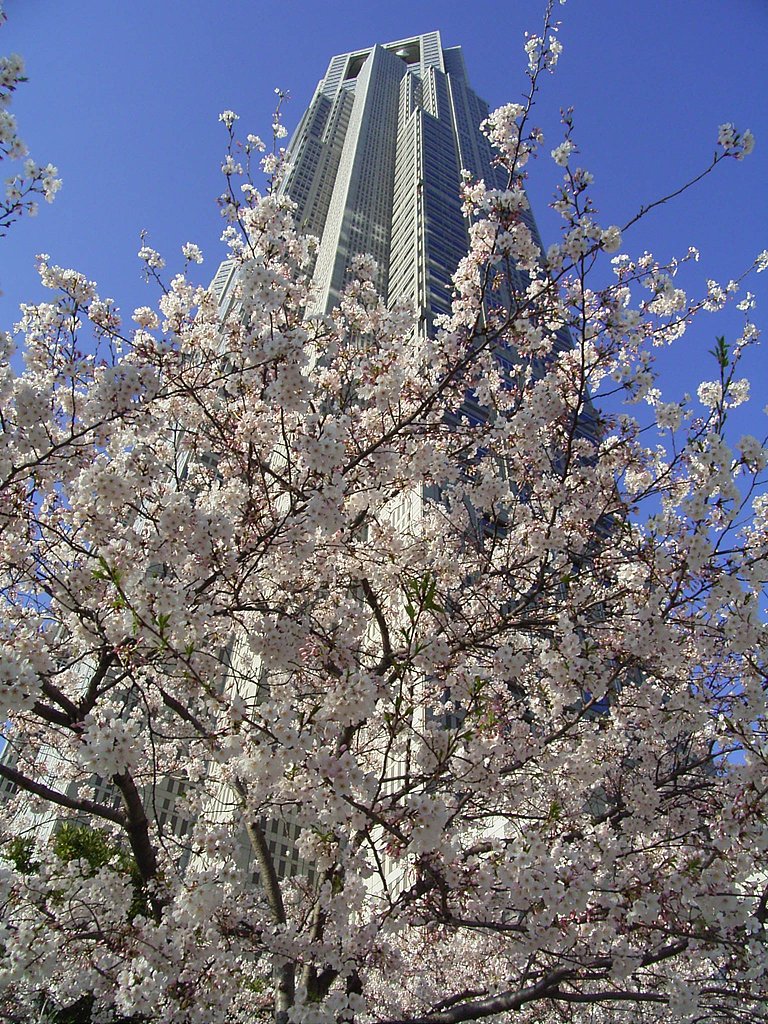 私も都会の桜を１枚