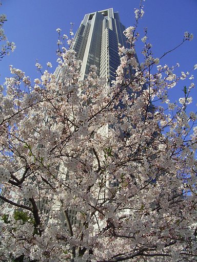 私も都会の桜を１枚