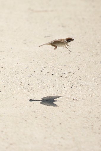 スズメ版「王家の紋章」