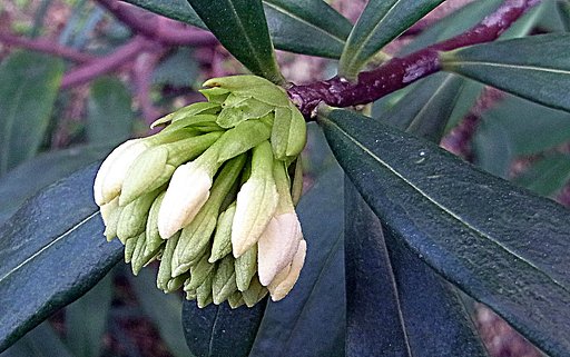 沈丁花　白色