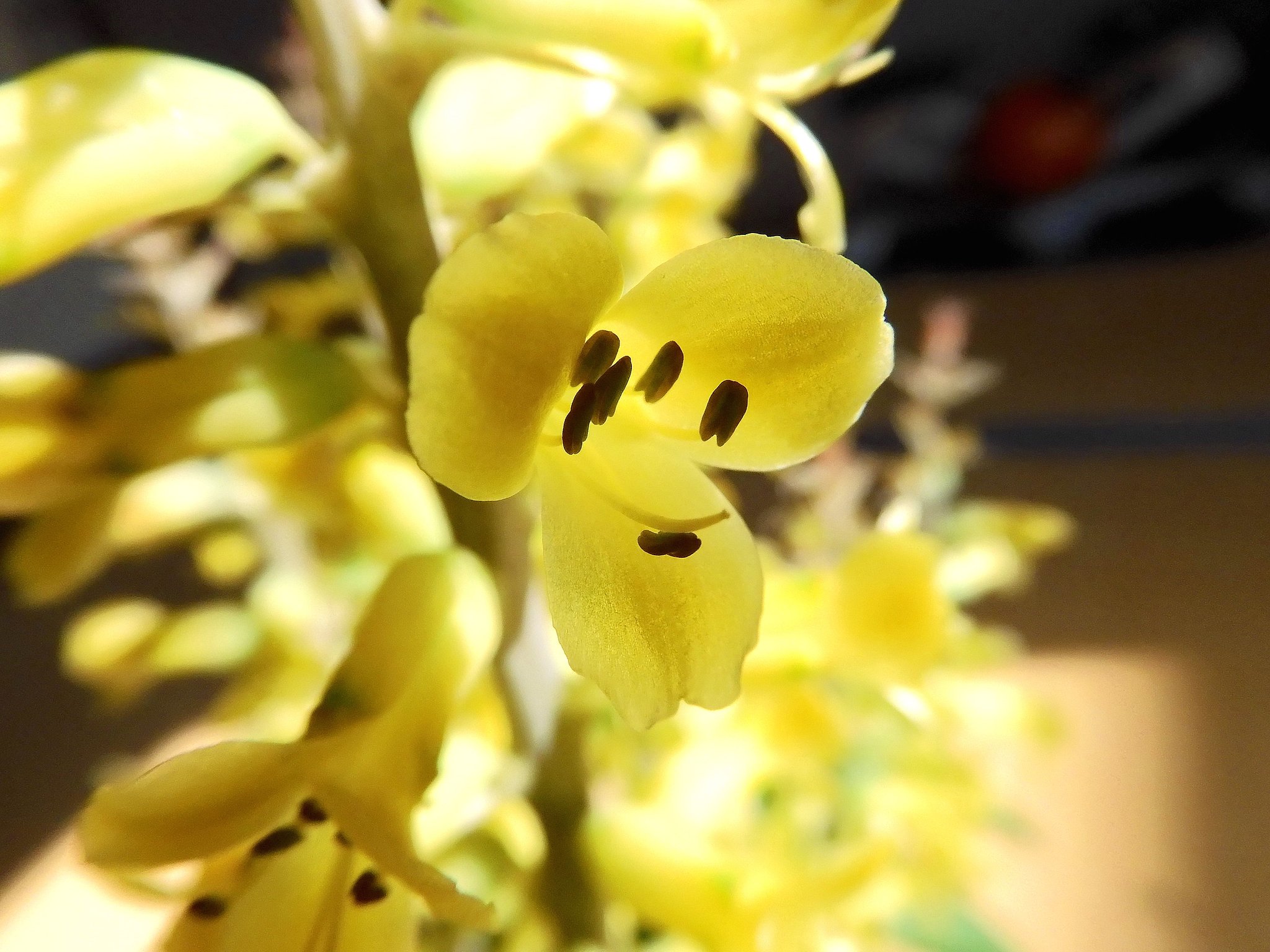 ラケナリア黄花