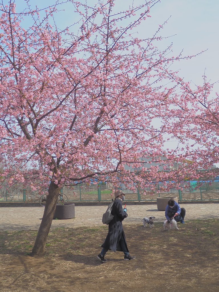 春の足どり