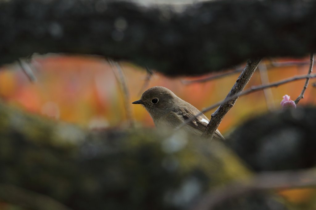 野鳥ポートレート・ジョビコの色香に迷うの図
