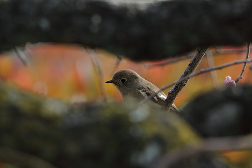 野鳥ポートレート・ジョビコの色香に迷うの図