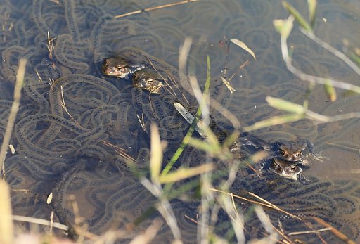 【生き物景色】恋の季節