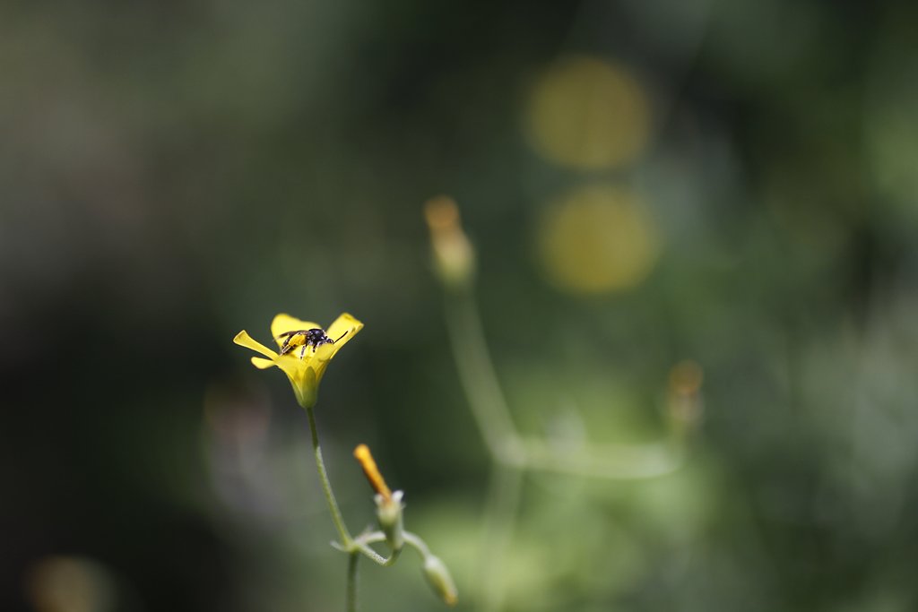 Tamron 90mm f2.8 macro 172E