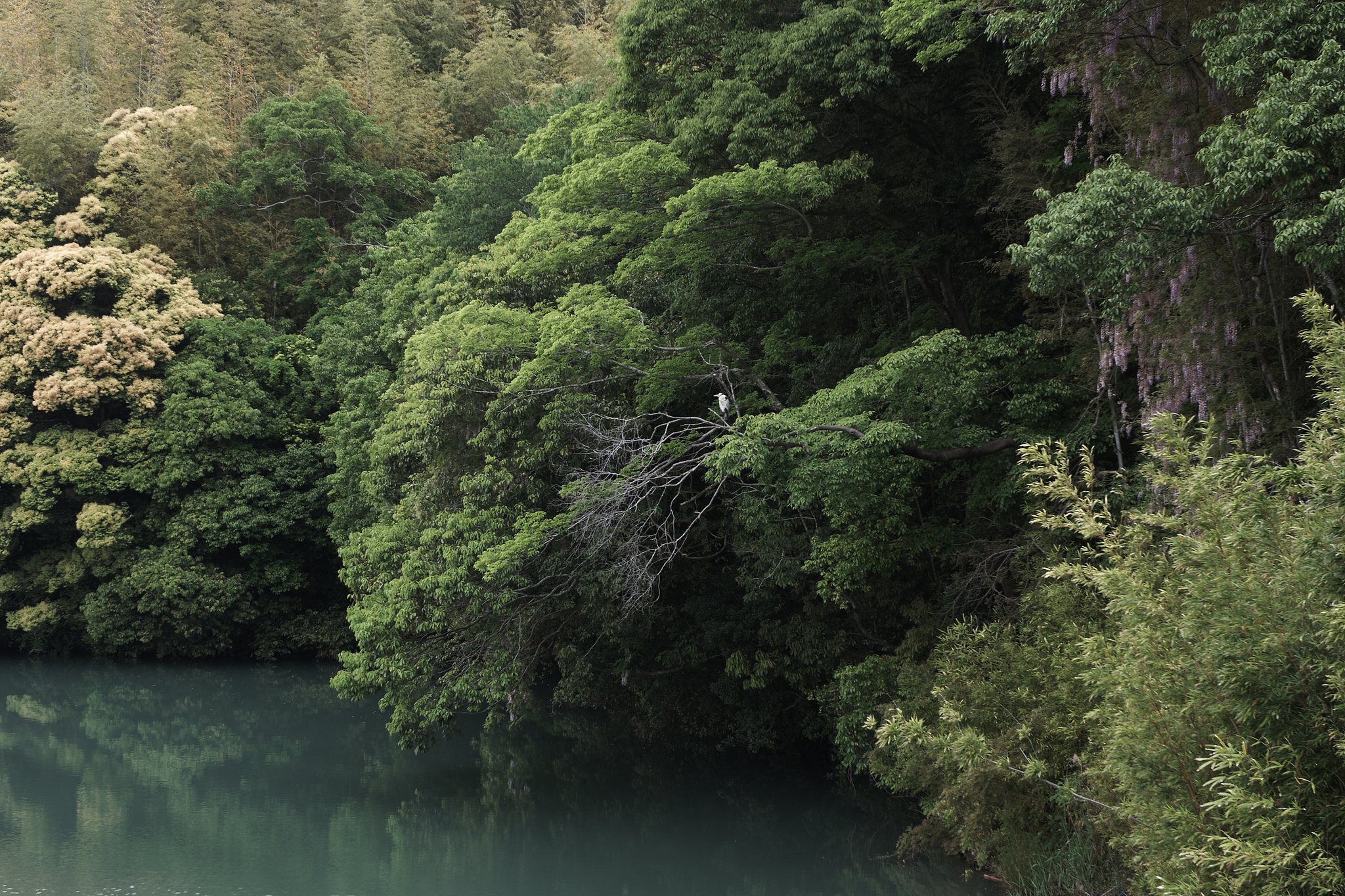 【生き物景色】 写真①