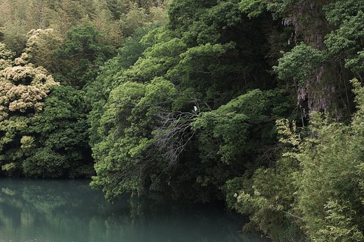 【生き物景色】 写真①