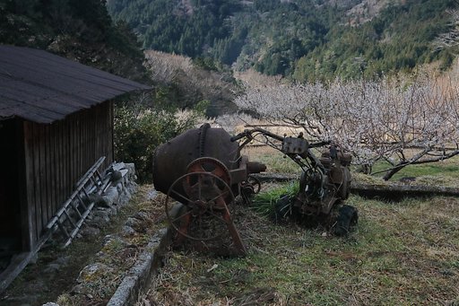 梅の集落にて