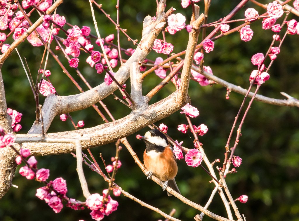 春で飾って