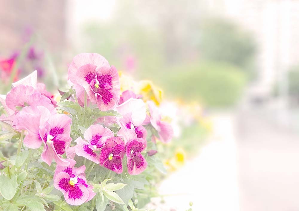 花壇で
