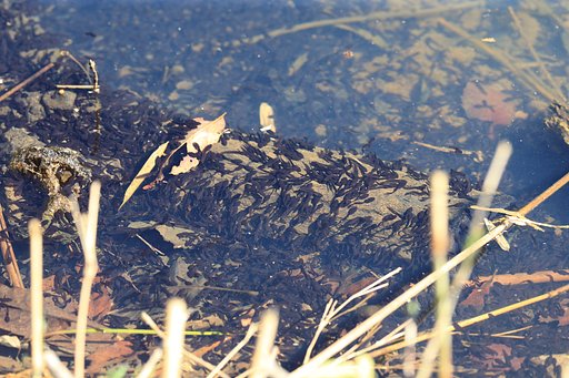 【生き物景色】アズマヒキガエルの子供たち