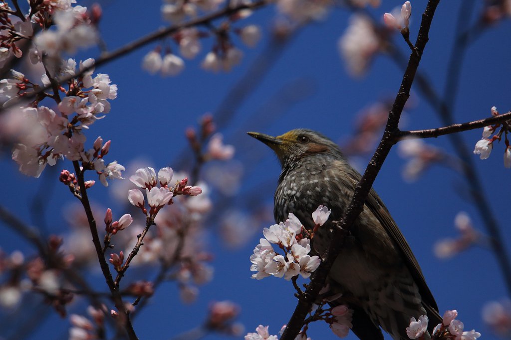 野鳥ポートレート・ピヨドリをかわいく撮ろう月間
