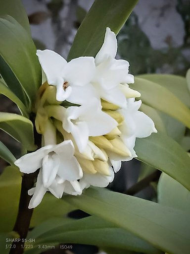 【春景色】テラスの沈丁花